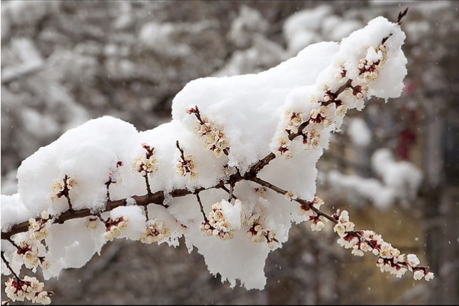 Снег на Северном Кавказе