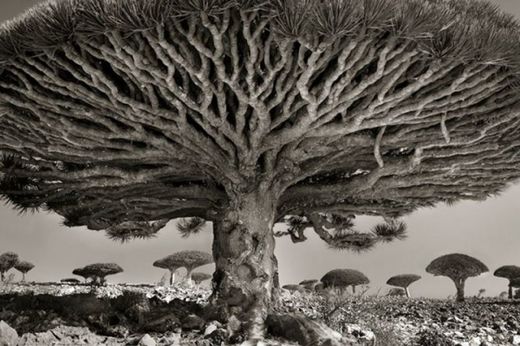 Trees