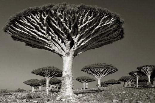 Trees
