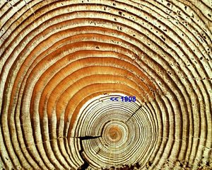Рис. 166: Дерево из района Тунгуски, на котором видно утолщение годовых колец сразу после 1908 г.