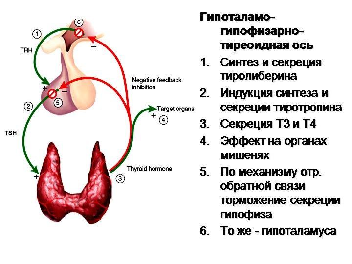Ттг стресс. Механизм регуляции секреции гормонов щитовидной железы. Секреция гормонов щитовидной железы схема. Механизм отрицательной обратной связи щитовидная железа. Схема выработки гормонов щитовидной железы.