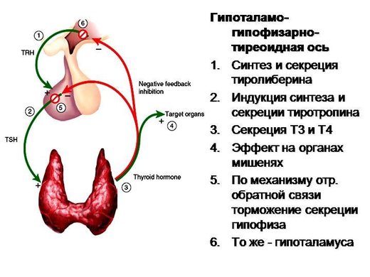 thyroid