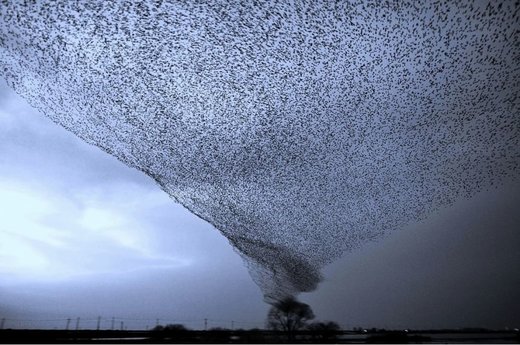 Birds