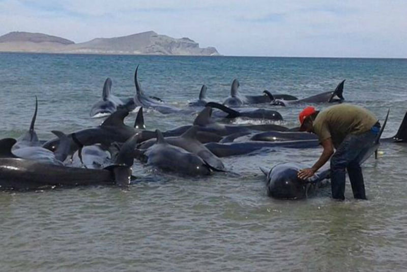 Beached pilot whales