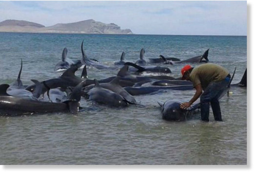 Beached pilot whales