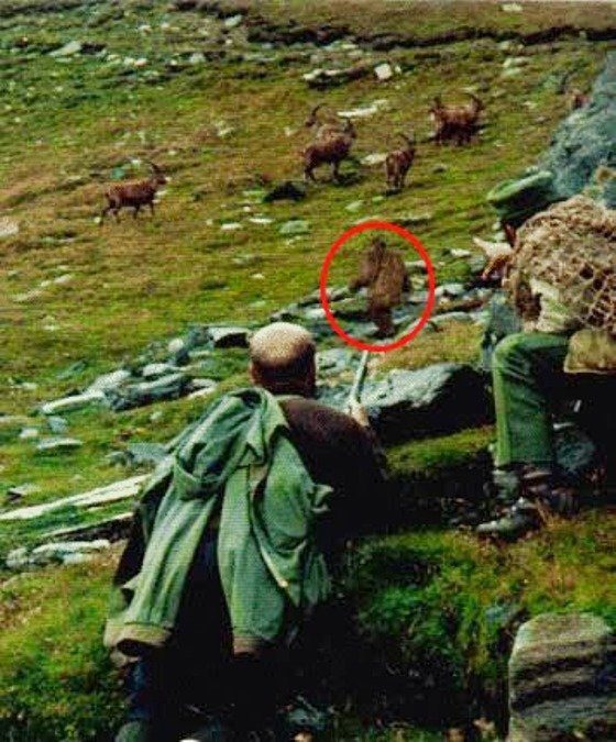 Йети охотится на горных баранов. Фото из Пакистана или Афганистана
