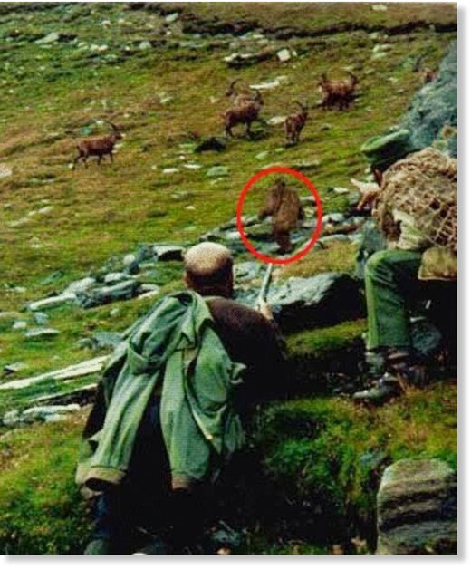 Йети охотится на горных баранов. Фото из Пакистана или Афганистана