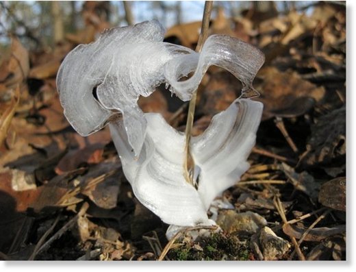 ice roses