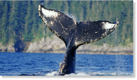 Горбатые киты защищают других морских животных от косаток. Учёные пока не могут объяснить этот феномен