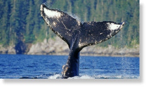 Горбатые киты защищают других морских животных от косаток. Учёные пока не могут объяснить этот феномен
