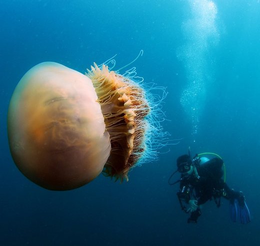 Jelly fish