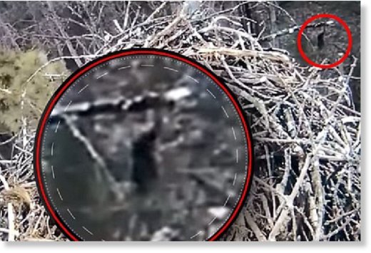 bigfoot