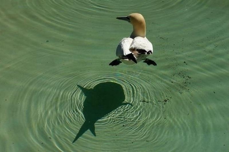 Duck