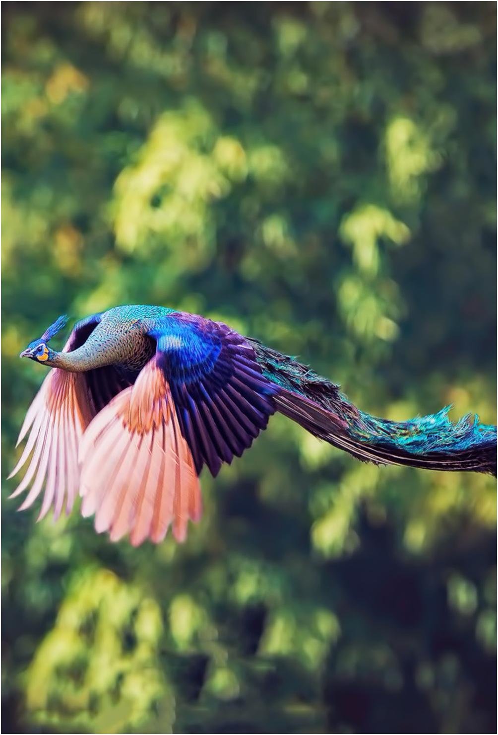 Самые прекрасные птицы. Разноцветные птицы. Красивые птицы. Удивительные птицы. Необычные птицы.