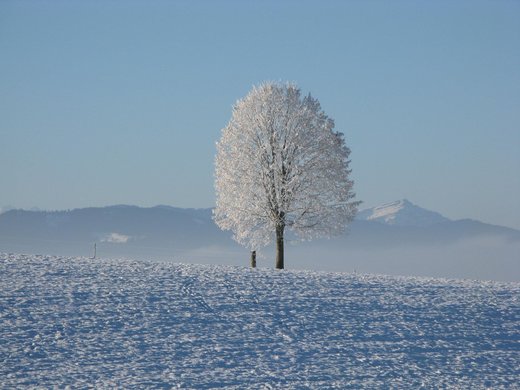 Snow tree