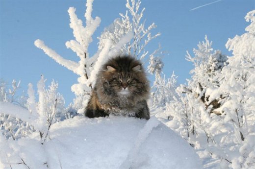 Snow cat