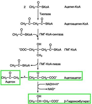 ketogenic