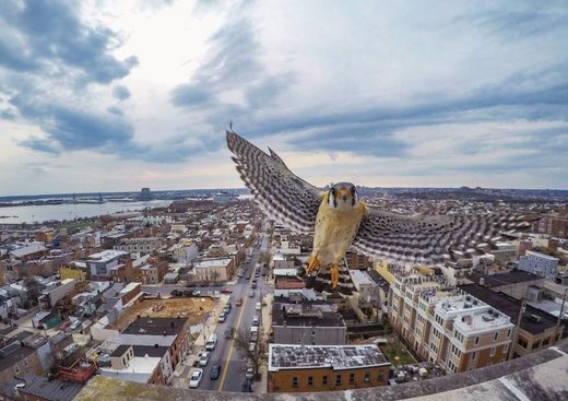Owl meeting drone