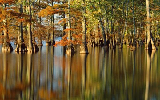 Cypress trees in Horseshoe Lake Nature Preserve