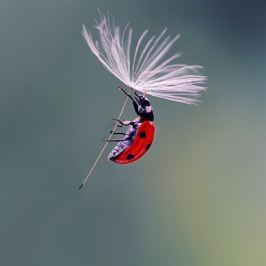 Нажмите, чтобы увеличить Lady bug parashuting