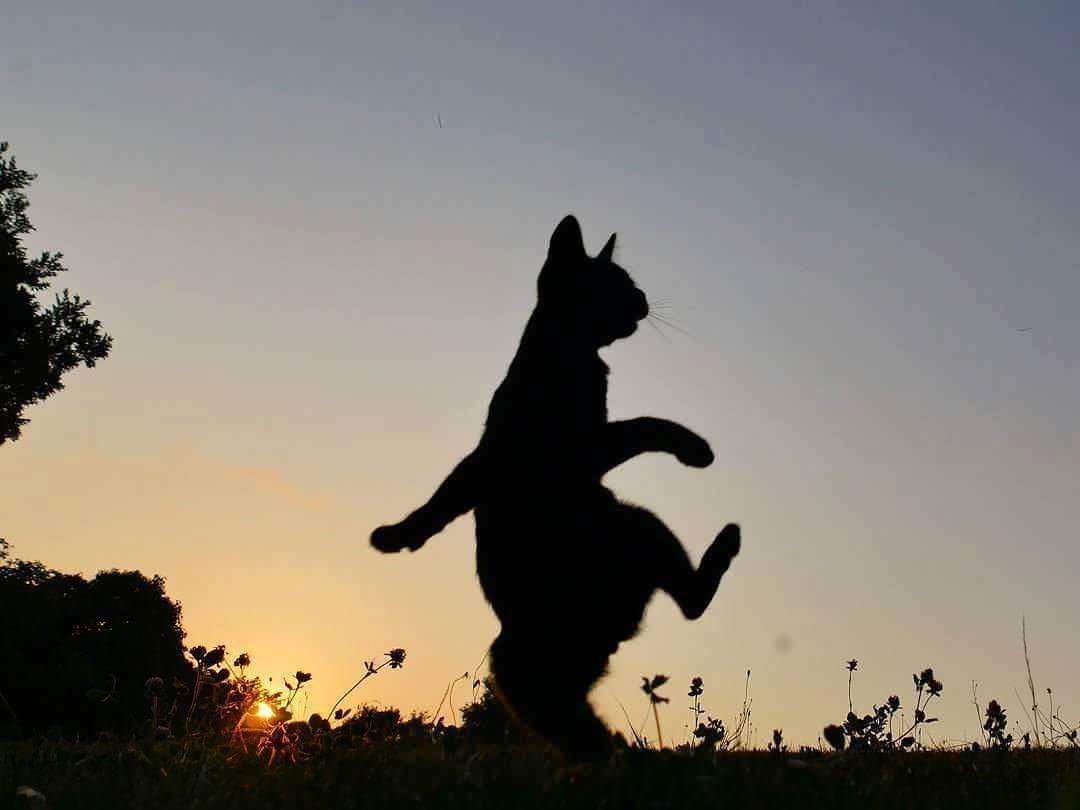 Шагающий кот. Кот шагает на закате. Кошка уходит в закат. Кот в прыжке. Уходящая кошка.