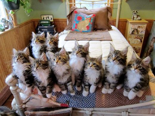 Maine Coons