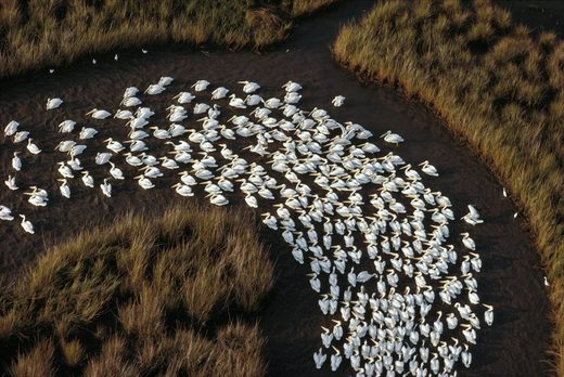 Нажмите, чтобы увеличить White pelicans on Missisipi