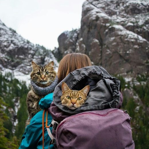 Нажмите, чтобы увеличить Hiking with cats