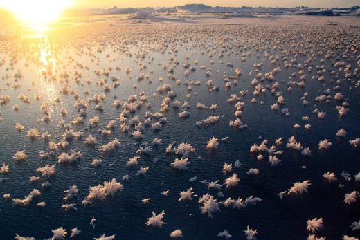 Frost flowers over young sea ice in the central Arctic Ocean