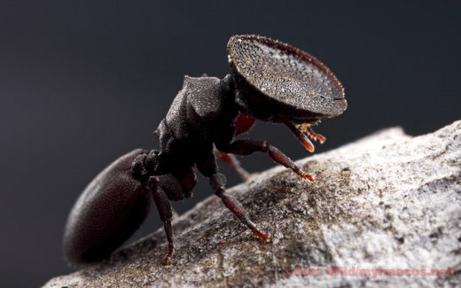 Cephalotes