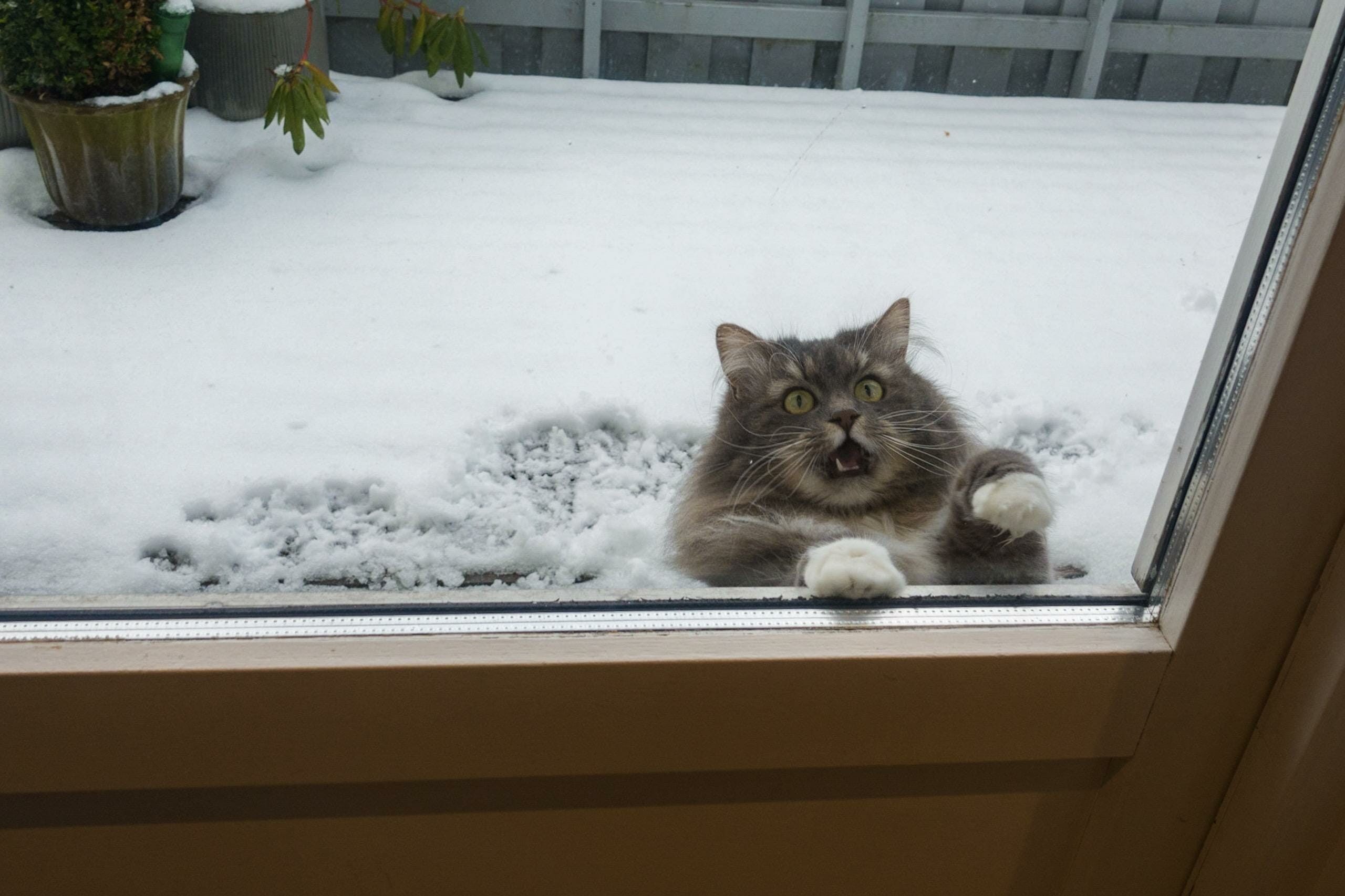 Сделай потеплее на улице. Кот замерз. Кот на окне. Кот на балконе. Кот мерзнет снег.