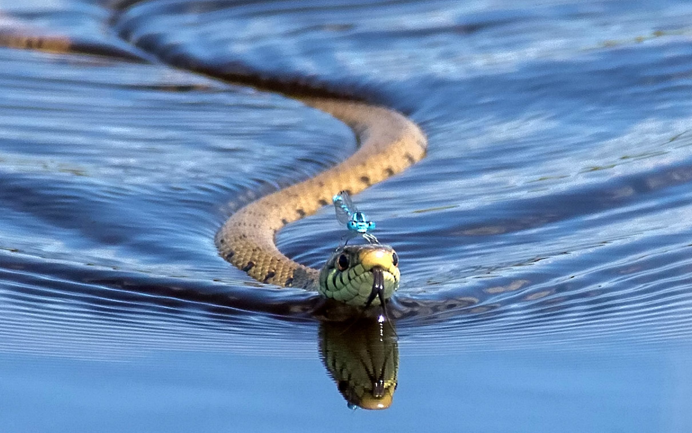 Водяная змейка. Уж обыкновенный плавает. Водные змеи. Змея плавает. Водоплавающие змеи.
