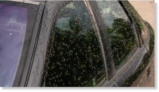 mosquito