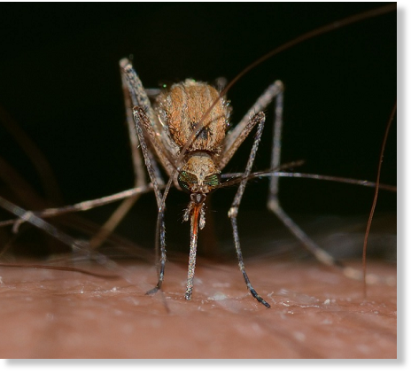 mosquito
