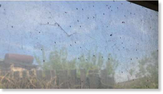 mosquito