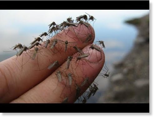 mosquito
