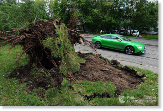Выкорчеванное в результате сильного урагана дерево в Москве 14 июля 2016 года