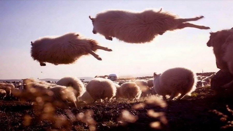 Прикольные фото овец. Баран на проводах фото. Sheep jumping.