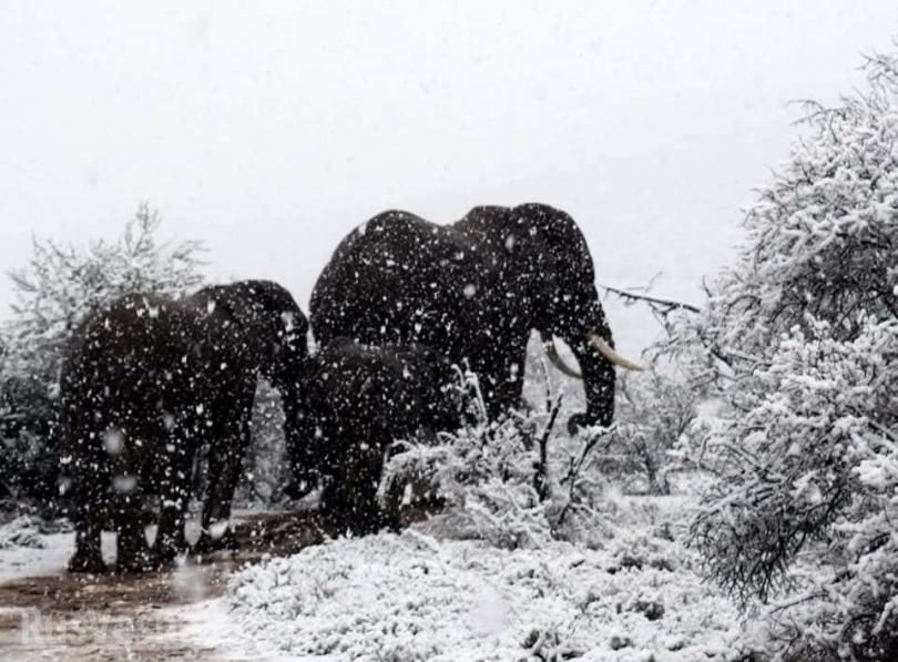 snow