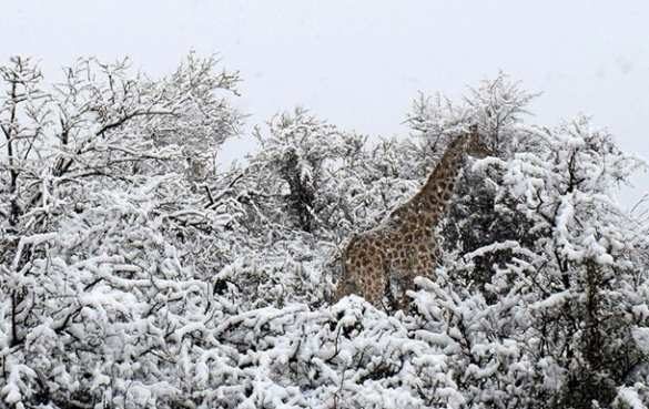 snow