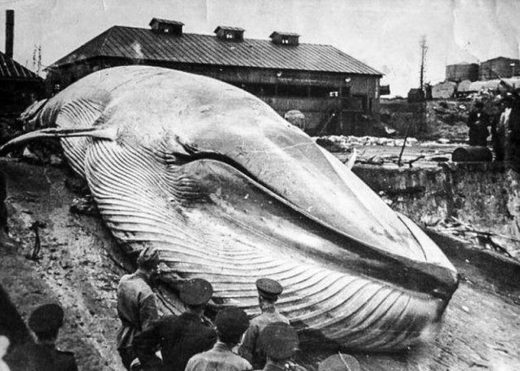 Tsunami Severo-Kurilsk 1952