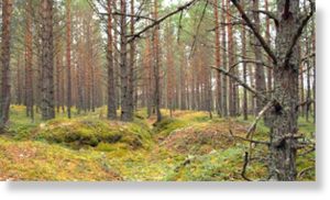 forest