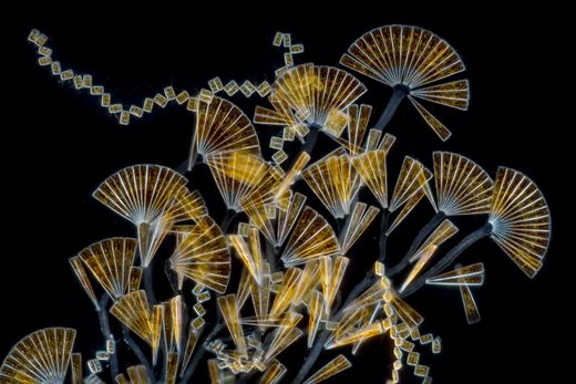 Licmophora diatoms