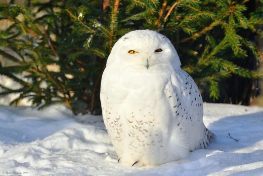 Snowy oal