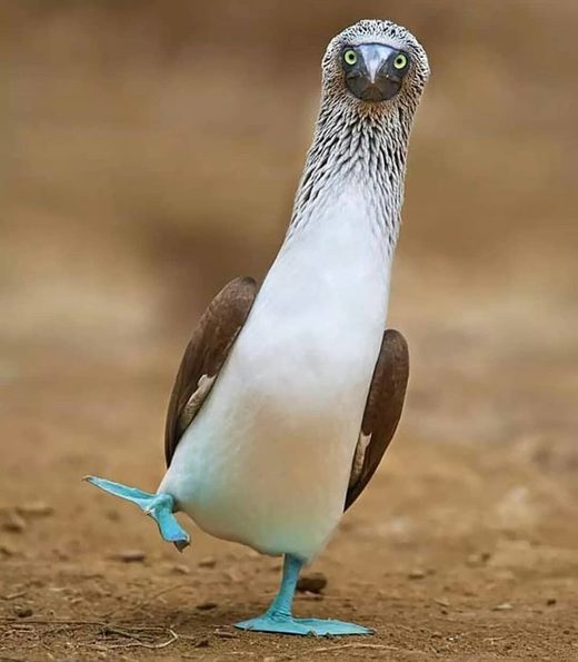 Booby
