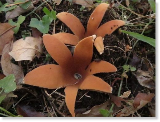 Chorioactis geaster