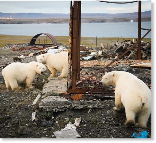 white bears