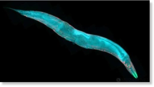 epigenetics