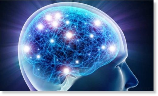 brain
