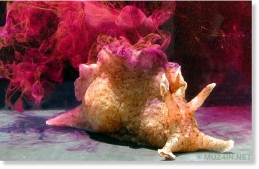 snail